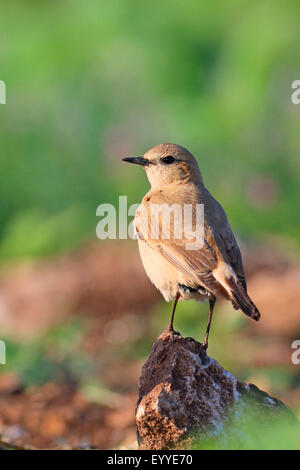 Traquet motteux (Oenanthe isabellina isabelline), debout sur une pierre, la Bulgarie, l'AMBAR Beach Banque D'Images