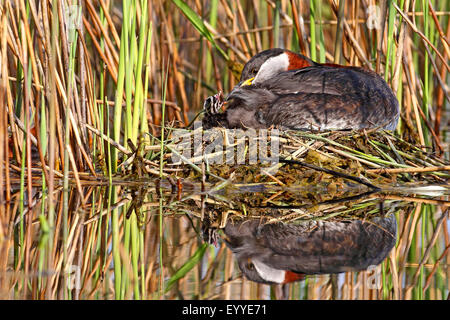 Grèbe jougris (Podiceps grisegena), l'élevage sur le nid avec chick, Allemagne Banque D'Images