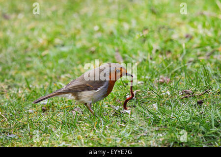 European robin (Erithacus rubecula aux abords), avec prise de terre, Allemagne Banque D'Images