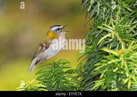 (Regulus ignicapillus firecrest), en chantant dans un , Allemagne Banque D'Images