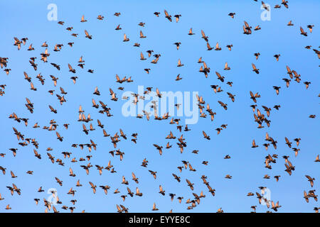 Étourneau sansonnet (Sturnus vulgaris), troupeau de vol dans le ciel, Allemagne Banque D'Images