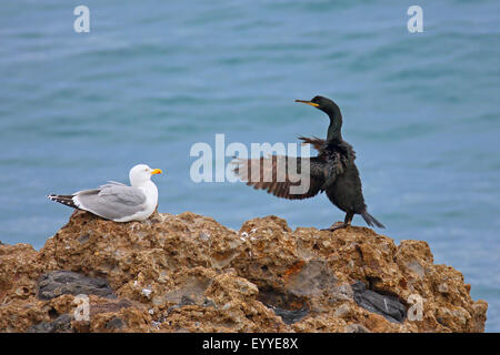 (Phalacrocorax aristotelis desmarestii shag), est assis sur un rocher et bat des ailes, Grèce, Lesbos Banque D'Images