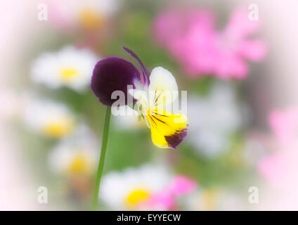 Pansy, cornu horned violette (Viola Cornuta), fleur Banque D'Images