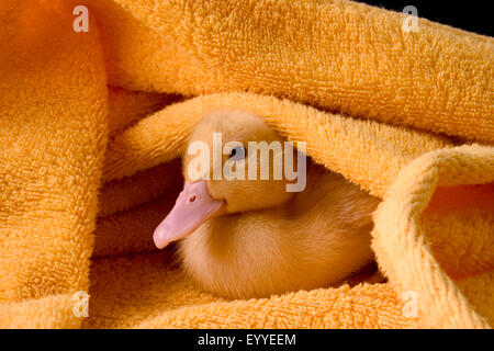 (Anas platyrhynchos Canard domestique f. domestica), canard mignon cliquez dans une serviette Banque D'Images