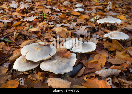 Entonnoir assombri, assombri, toon (Clitocybe nebularis entonnoir Nuage, Lepista nebularis), sur forestground, Allemagne Banque D'Images