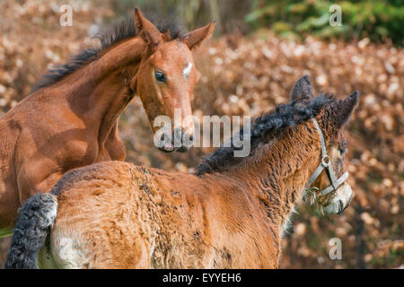 Ardenner Cheval (Equus przewalskii f. caballus), deux poulains exubérants, Allemagne, Rhénanie du Nord-Westphalie Banque D'Images