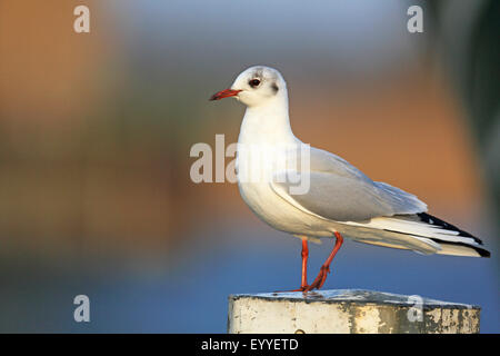 Mouette rieuse (Larus ridibundus, Chroicocephalus ridibundus), se dresse sur un poteau, plumage d'hiver, aux Pays-Bas, en Frise orientale Banque D'Images