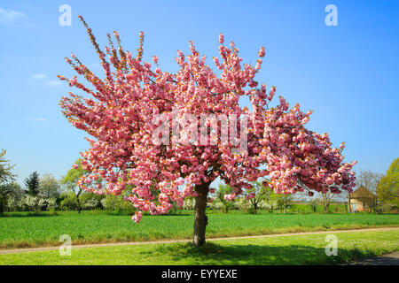 Cherry (Prunus serrulata oriental), la floraison cherry, l'Allemagne orientale Banque D'Images