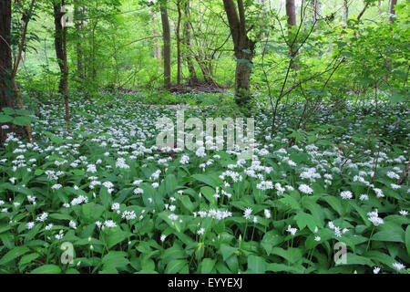 Ramsons, buckrams, ail sauvage, l'ail des bois, ail des ours, ail des bois, ail des ours (Allium ursinum), plaine forêt avec ramsons au printemps, Allemagne Banque D'Images