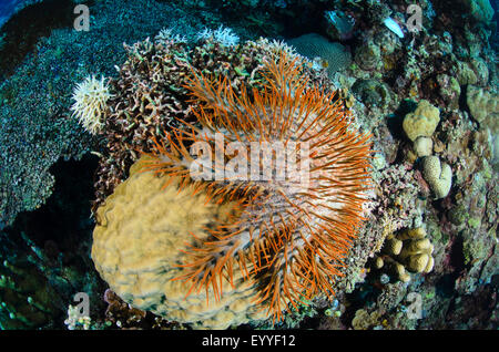 Un corail mort'étoile de mer Acanthaster planci, attaques, coraux vivants, Parigi Moutong, Sulawesi central Banque D'Images