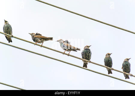 Étourneau sansonnet (Sturnus vulgaris), l'étourneau sur une ligne à haute tension, l'Allemagne, Rhénanie du Nord-Westphalie Banque D'Images