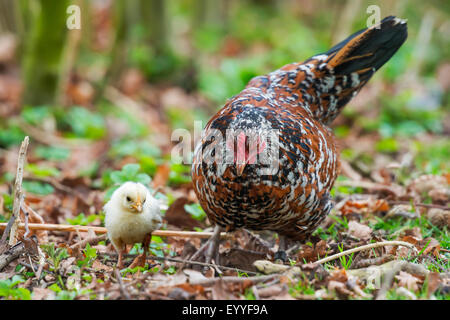 Bantam (Gallus gallus f. domestica), bantam la mère poule avec un poussin , Allemagne, Rhénanie du Nord-Westphalie Banque D'Images