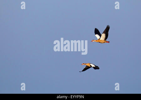 Egyptian goose (Alopochen aegyptiacus), paire battant, Pays-Bas, Frise Banque D'Images