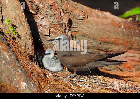 Noddy commun, noddi brun (Anous stolidus), Femme avec jeune au nid, les Seychelles, l'Île aux Oiseaux Banque D'Images