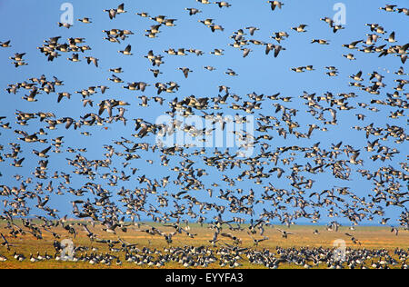 Bernache nonnette (Branta leucopsis), flying flock, Pays-Bas, Frise Banque D'Images