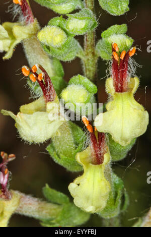 Germandrée sauge, sauge, bois à feuilles de sauge (Germandrée Teucrium scorodonia), fleurs, Allemagne Banque D'Images