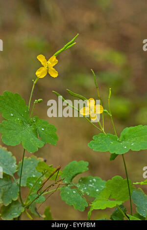 Une plus grande chélidoine (Chelidonium majus), blooming, Allemagne Banque D'Images