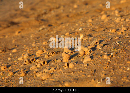 Européenne de la fleur centrale commune bee (Anthophora acervorum Anthophora plumipes), nids subfossiles, couché dans les dunes, Canaries, Fuerteventura Banque D'Images