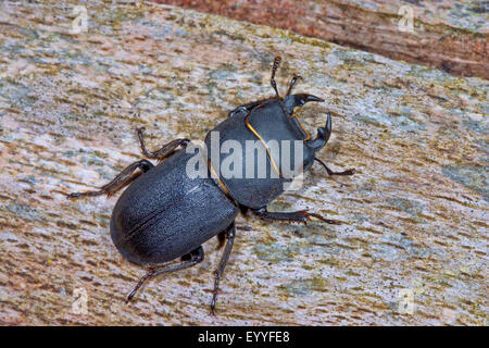 Stag beetle moindre (Dorcus parallelipipedus, Dorcus parallelopipedus), homme, Allemagne Banque D'Images