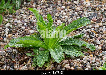 Cardère sauvage, cardère à foulon, cardère commun, commun teazle (Dipsacus fullonum, Dipsacus sylvestris), avant la floraison, la rosette de feuilles Allemagne Banque D'Images