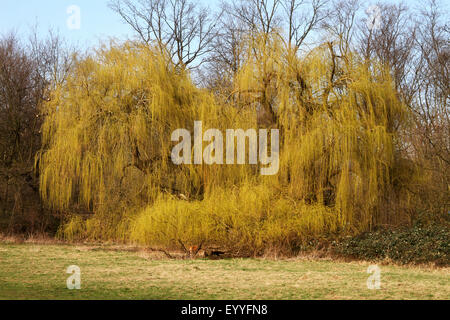 Gris nain saule (Salix tristis), tir au printemps, Allemagne Banque D'Images