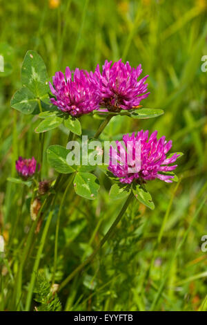 Le trèfle rouge (Trifolium pratense), la floraison, Allemagne Banque D'Images