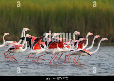 Flamant rose (Phoenicopterus roseus, Phoenicopterus ruber roseus), groupe de s'envoler, Grèce, Lesbos Banque D'Images