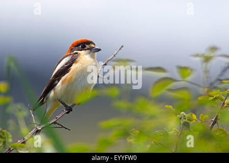 Woodchat Shrike (Lanius senator), s'assied à un terminal blackberry, ficelle Grèce, Lesbos Banque D'Images