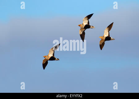 Le ganga unibande (Pterocles orientalis), flyingflock, Canaries, Fuerteventura Banque D'Images