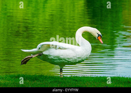 Mute swan (Cygnus olor), s'étendant sur les rives du lac, Allemagne, Rhénanie du Nord-Westphalie Banque D'Images