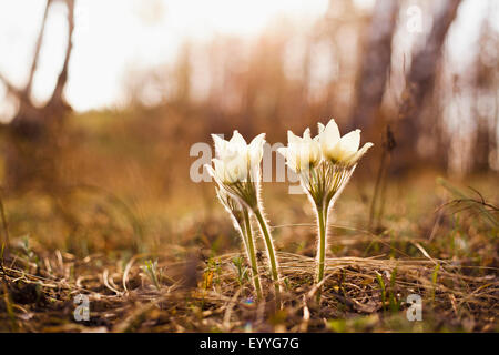 Close up of flowers blooming in forest Banque D'Images