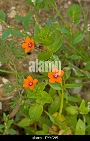 Mouron rouge, mouron rouge commun du pauvre, Anagallis arvensis (weatherglass), blooming, Allemagne Banque D'Images