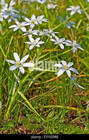 Sleepydick, étoile de Bethléem (Ornithogalum umbellatum), blooming, Allemagne Banque D'Images