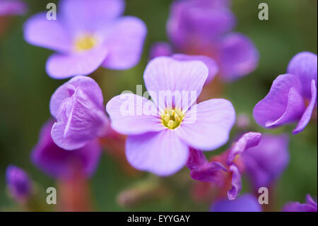 Purple rock cress (Aubrieta deltoidea), fleurs Banque D'Images