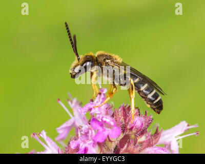 Sweat bee (Halictus langobardicus), homme sur le thym sauvage, Allemagne Banque D'Images