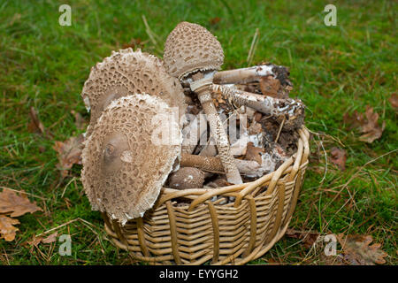 Parasol, coulemelle (Macrolepiota procera, Lepiotia procera), recueillis dans un panier de champignons, Allemagne Banque D'Images