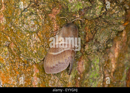 Fox Moth (Macrothylacia rubi), sur l'écorce, Allemagne Banque D'Images