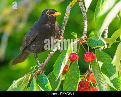 Blackbird (Turdus merula), homme assis sur une branche avec des cerises mûres, Allemagne Banque D'Images