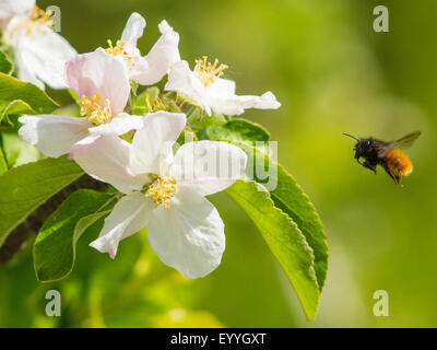 Bicolore (abeilles Osmia bicolor), femme qui se nourrissent de apple blossoms , Allemagne Banque D'Images