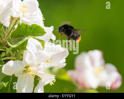Le cerf rouge de bourdons (Bombus lapidarius, Pyrobombus lapidarius, Aombus lapidarius), et à l'approche aplle fleurs, Allemagne Banque D'Images
