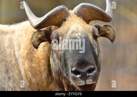 Takin, bovins chamois, chèvre GNU, (Budorcas taxicolor taxicolor Budorcas taxicolor), portrait Banque D'Images