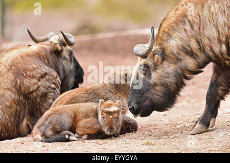 Takin, bovins chamois, chèvre GNU, (Budorcas taxicolor taxicolor Budorcas taxicolor), avec les mineurs Banque D'Images