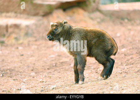 Takin, bovins chamois, chèvre GNU, (Budorcas taxicolor taxicolor Budorcas taxicolor), Cub Banque D'Images