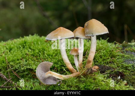 Touffe Hypholoma capnoides (conifères), dans la région de moss, Allemagne Banque D'Images