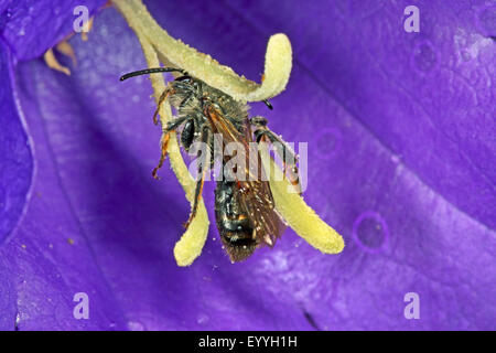 Abeille Andrena curvungula (fouisseurs), la collecte du pollen, Allemagne Banque D'Images