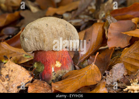 Hêtre bolet amer, Scarlet-à tige Bolet (Boletus calopus Boletus calopus, Tubiporus, pachypus), sur la masse forestière, Allemagne Banque D'Images