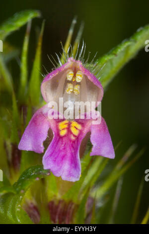L'ortie, chanvre commun tige fragile-ortie royale (Galeopsis tetrahit), fleur, Allemagne Banque D'Images
