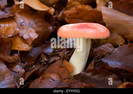 Sickener (Russula emetica), entre les feuilles d'automne, Allemagne Banque D'Images