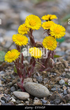 Colt's-foot, âne (Tussilago farfara), blooming, Allemagne Banque D'Images