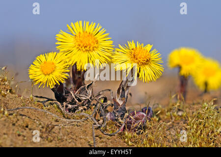 Colt's-foot, âne (Tussilago farfara), blooming, Allemagne Banque D'Images